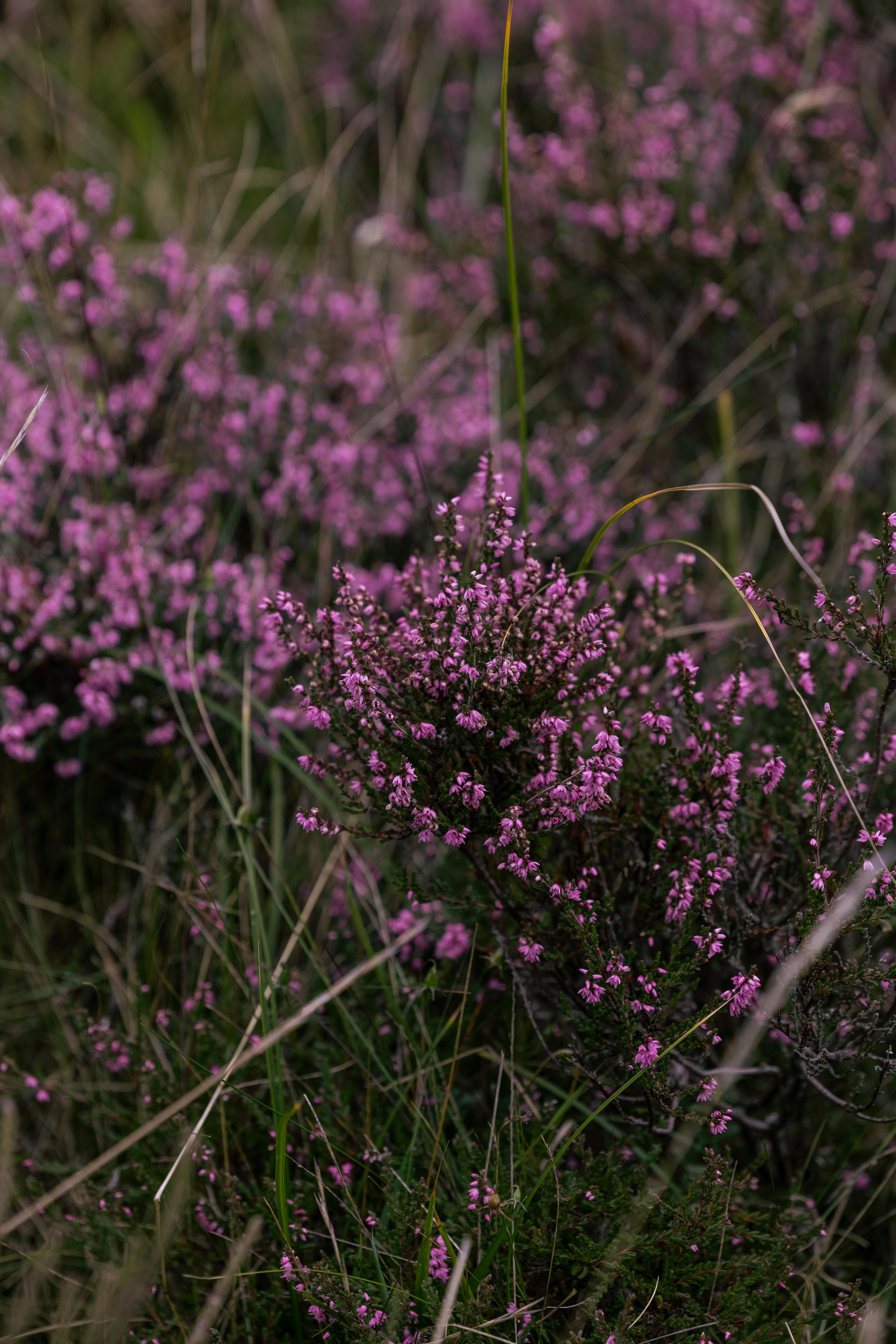 Dornoch Station Hotell Exteriör bild Calluna vulgaris