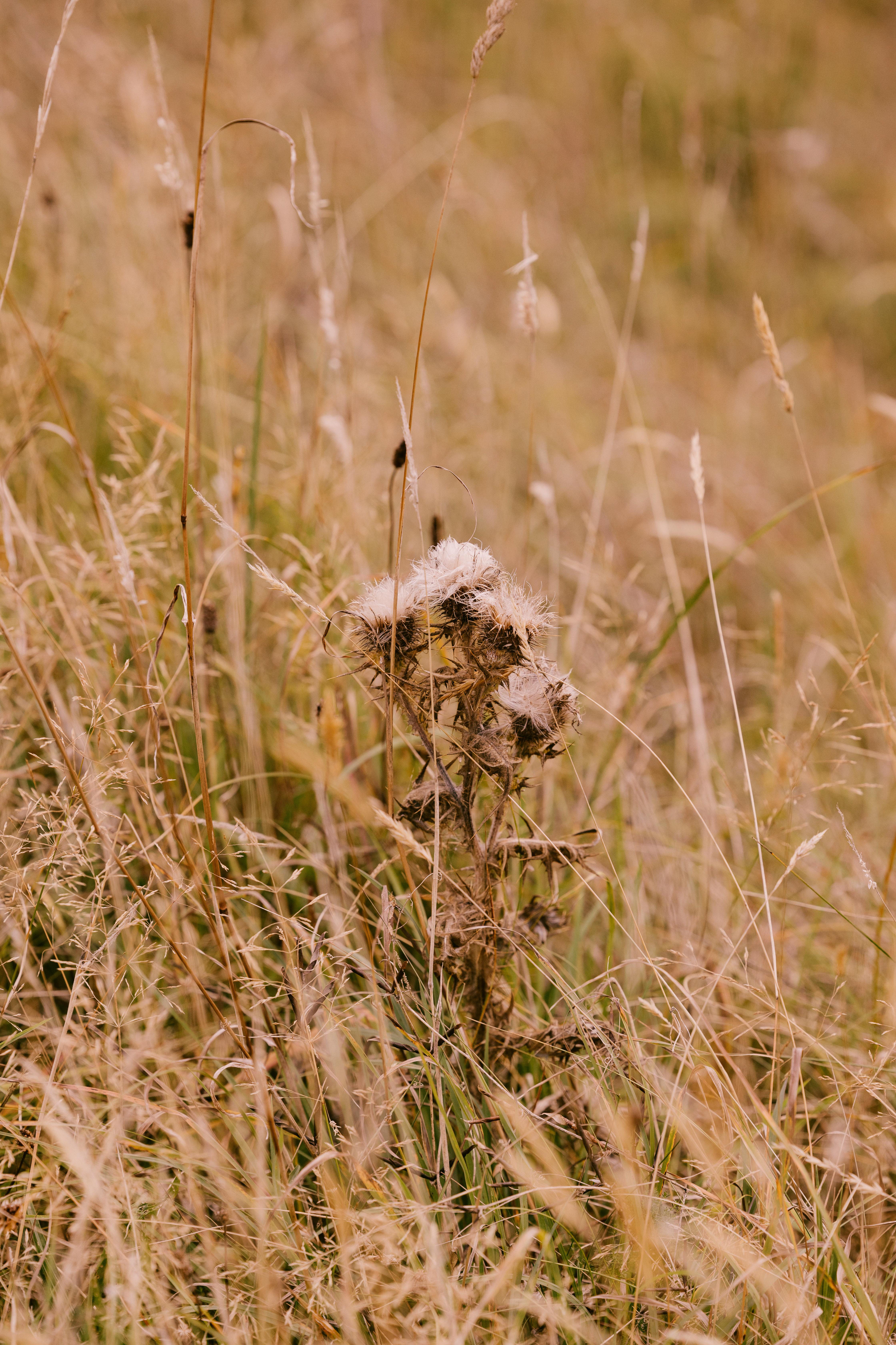 Dornoch Station Hotell Exteriör bild Seedhead