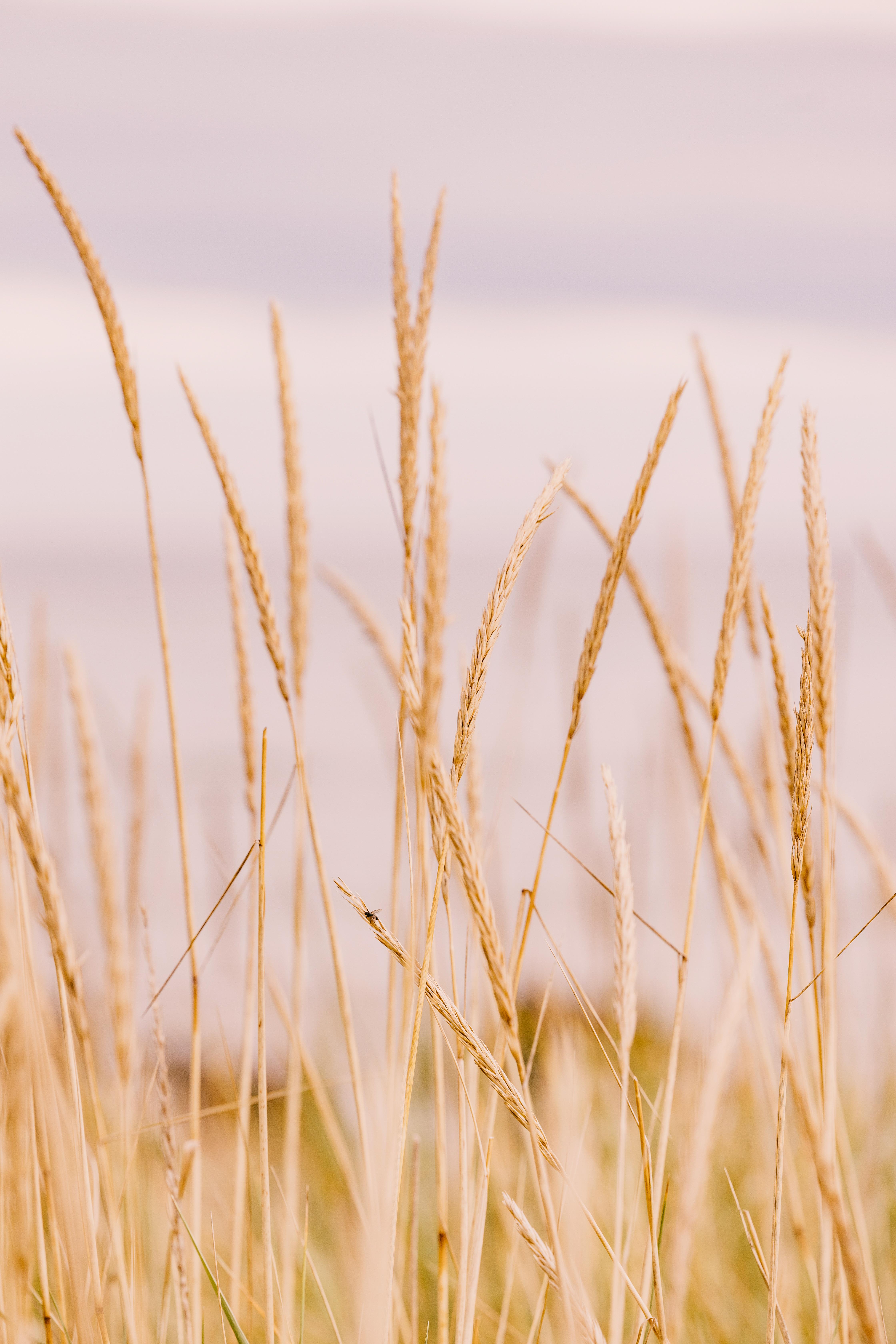 Dornoch Station Hotell Exteriör bild Wheat