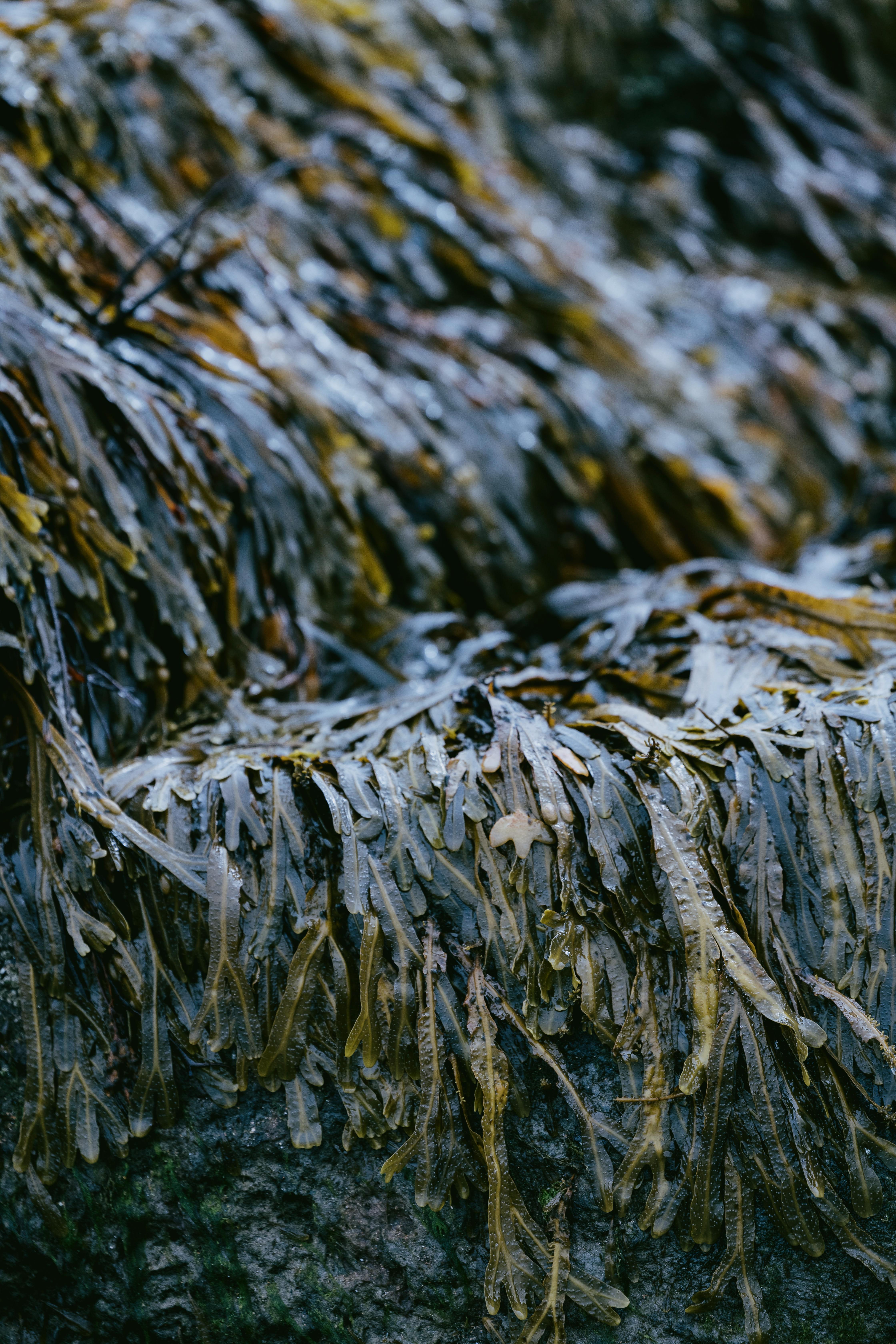 Dornoch Station Hotell Exteriör bild Seaweed